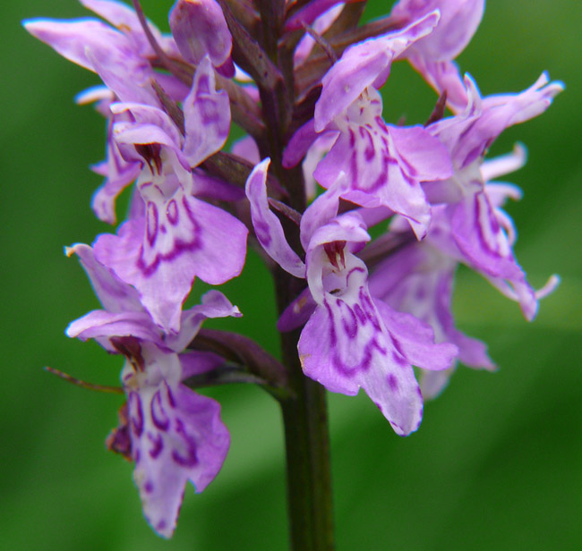 Dactylorhiza maculata ssp. fuchsii ?